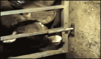 
Smart_cow_escapes
