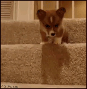 
Puppy_fears_stairs
