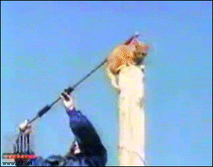 
Glidecat

