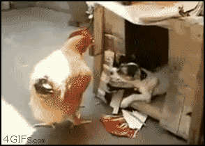 
Dog_drags_chicken

