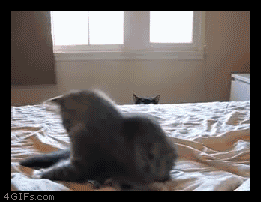
Cat_rages
