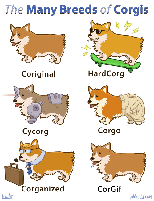 The many breeds of corgis