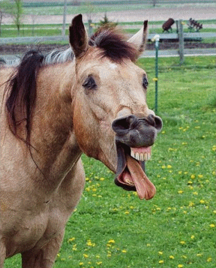 X Funny Horse