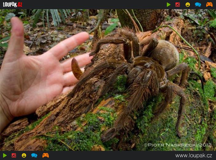 galerie největší pavouk na světě loupak cz