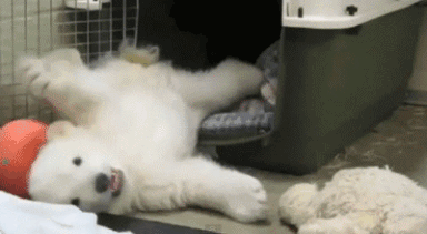 GIF č. 411231