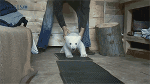 GIF č. 411232