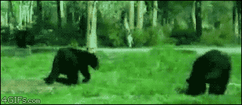 GIF č. 411235