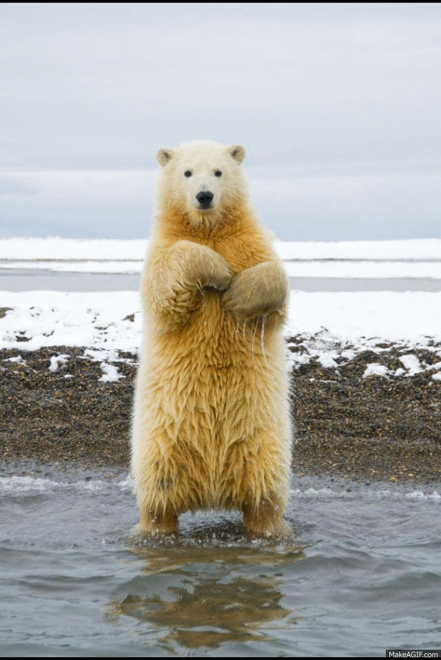 GIF č. 411233
