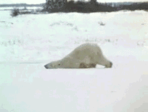 GIF č. 411230