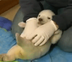 GIF č. 411239