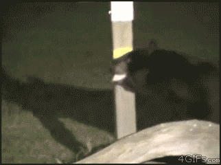 GIF č. 411226