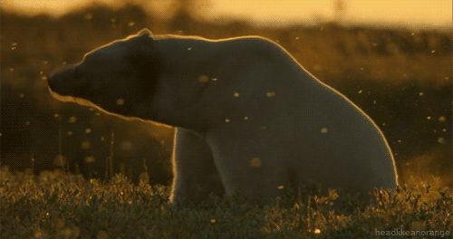GIF č. 411241