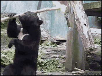 GIF č. 411237