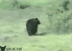GIF č. 411234