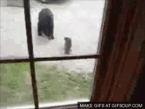 GIF č. 411238