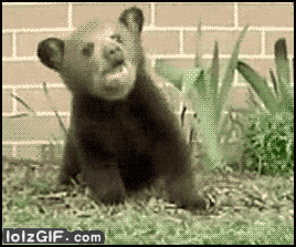 GIF č. 411240