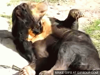 GIF č. 411243