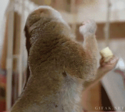 GIF č. 411183