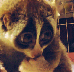 GIF č. 411191