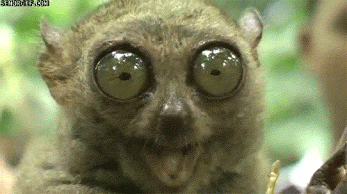 GIF č. 411181