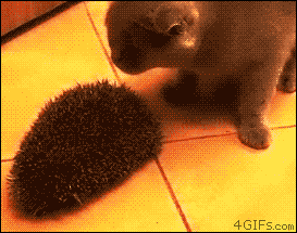 GIF č. 347968