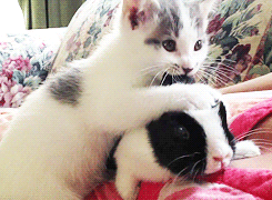 GIF č. 347971