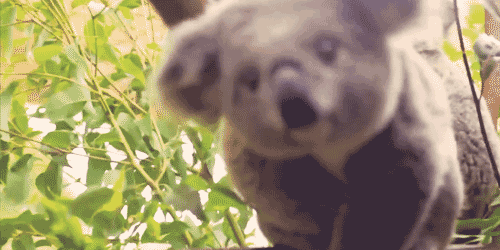 GIF č. 347975