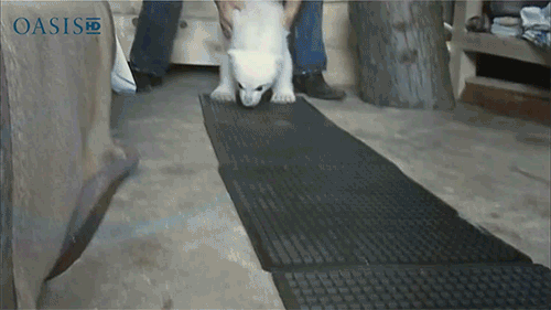 GIF č. 347965