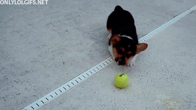GIF č. 347969