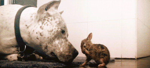 GIF č. 347979