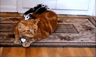 GIF č. 347970