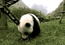 GIF č. 347976