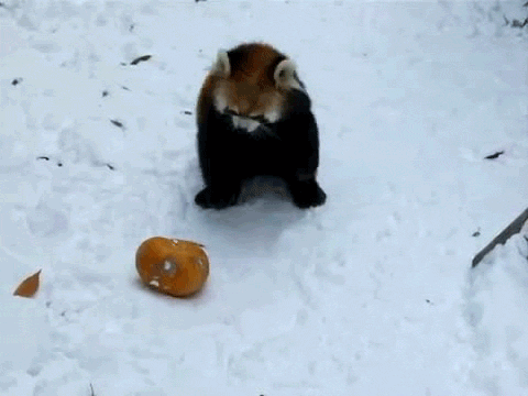 GIF č. 347964