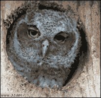 GIF č. 347977