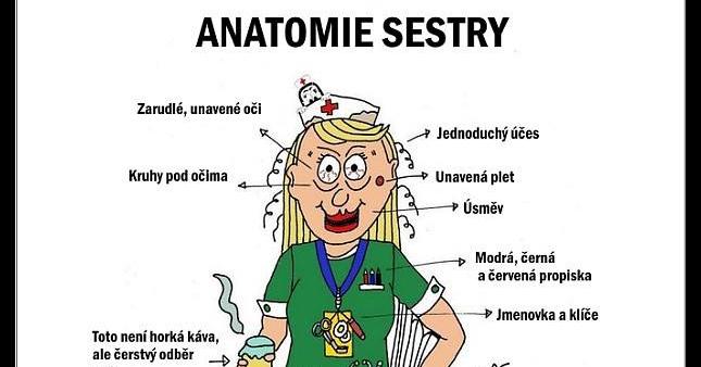 anatomie-zdravotn-sestry-loupak-cz