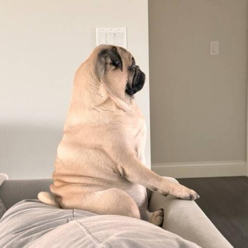 Obrázek č. 1332071