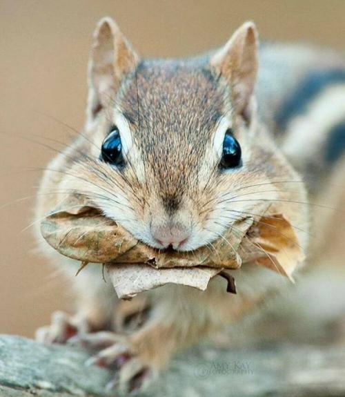 Obrázek č. 1332058