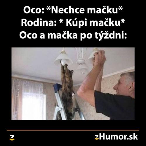  Chci kočku 