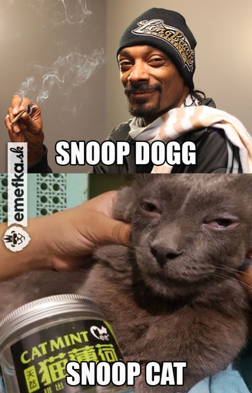  Snoop 