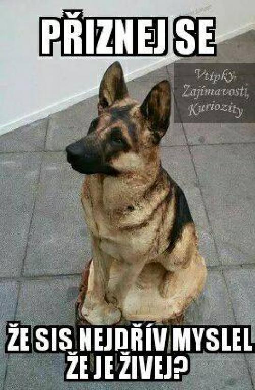 Přiznej se