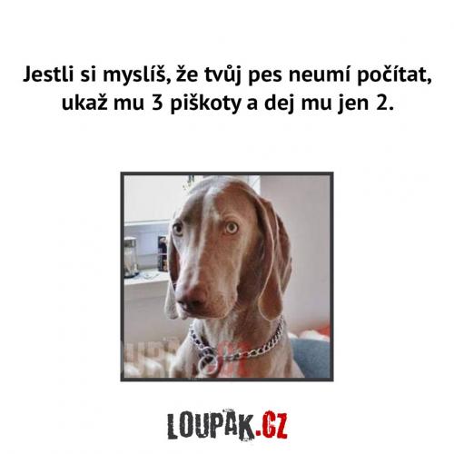 Piškoty
