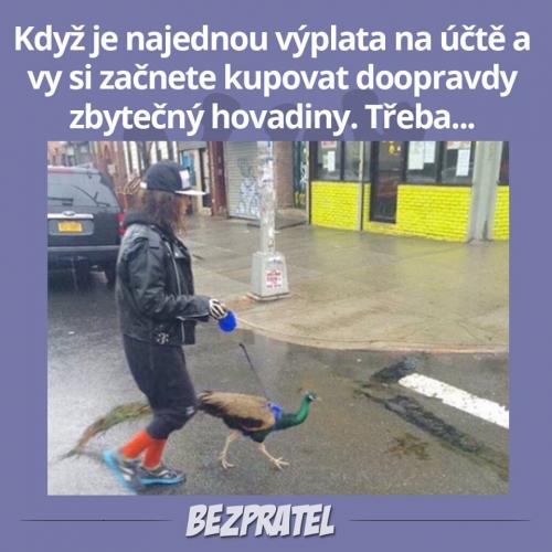  Výplata 