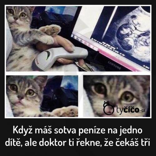 Penízky