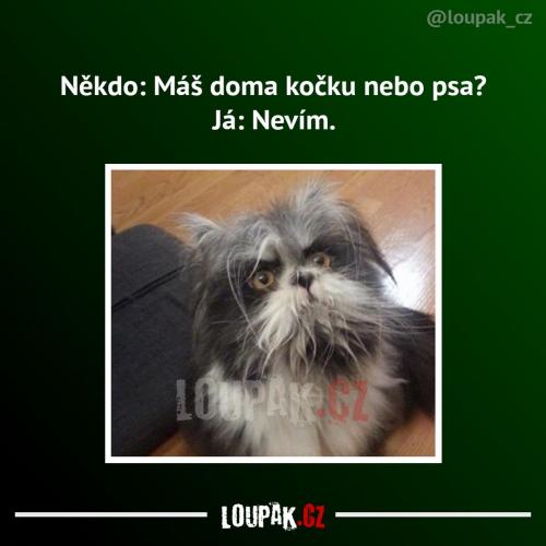 Kočkopes
