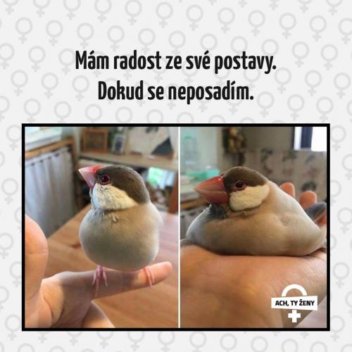  Mám rddost 