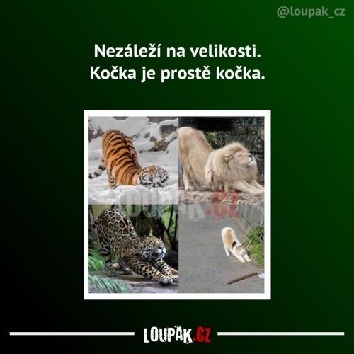  Kočka 