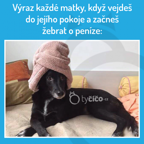 Penízky