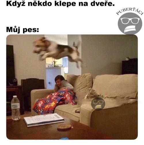 Můj pes