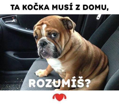  Kočka 