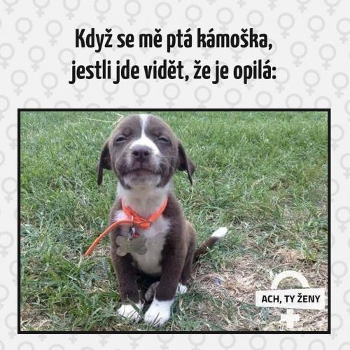  Kámoška 
